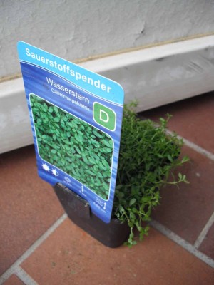 Wasserstern-2.jpg
