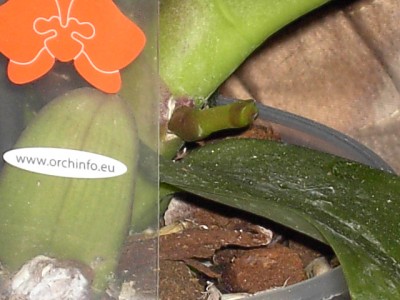Phalaenopsis-Hybride lila - dunkellila voll (neuer Blütentrieb) April 2011.JPG