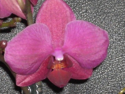 Phalaenopsis-Hybride lila - dunkellila voll April 2011_4.JPG