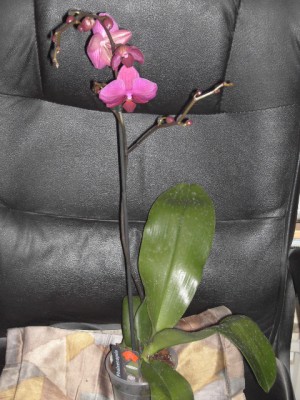 Phalaenopsis-Hybride lila - dunkellila voll April 2011.JPG