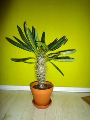 Madagaskar 1A - 2011.05 - 25cm.JPG