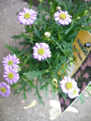 Gänseblümchen blau.JPG
