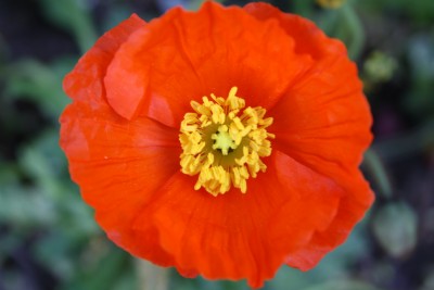 Islandmohn.JPG
