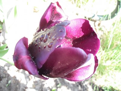 Tulpe Wasser.JPG