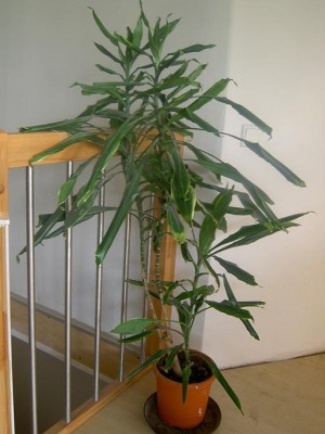 Dracena.JPG
