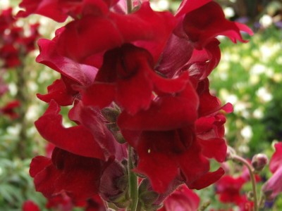 DSCF0456.JPG