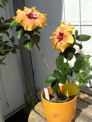 Hibi Topanga 2. 5.11 (1).JPG