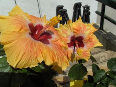 Hibi Topanga 2. 5.11 (2).JPG