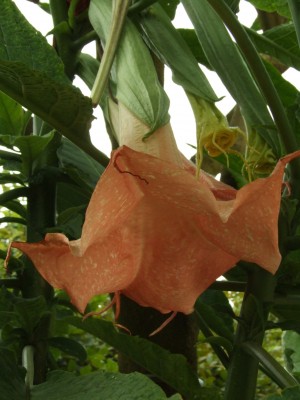 DSCF0516.JPG