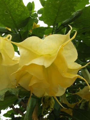 DSCF0512.JPG