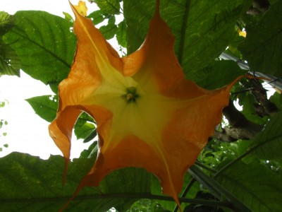 DSCF0508.JPG