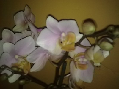 Phalenopsis..........JPG