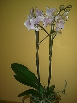 Phalenopsis.........JPG