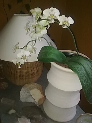 Phalenopsis.......JPG