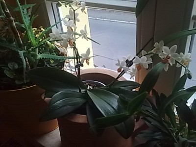 Phalenopsis.....JPG