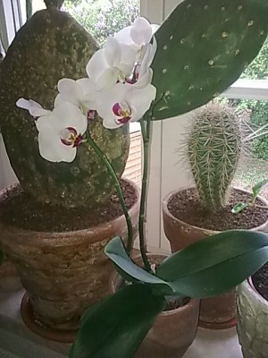 Phalenopsis....JPG