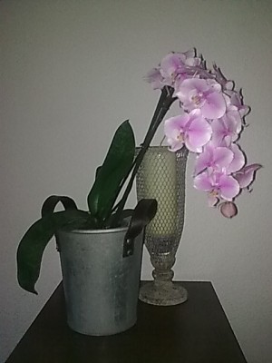 Phalenopsis...JPG