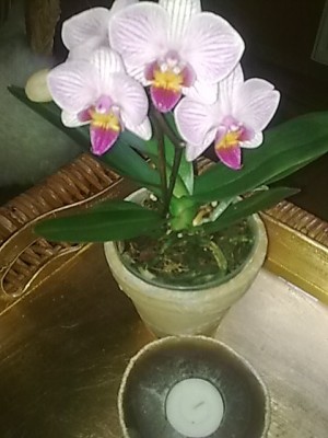 Phalenopsis......JPG