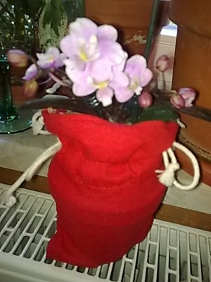 Mini-Phalenopsis...JPG
