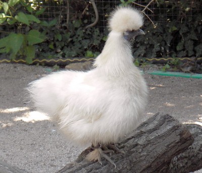 01.08.2007 pudelhühnchen.jpg