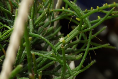 Rhipsalis 1g.jpg