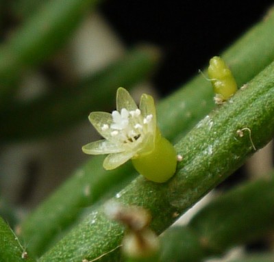 Rhipsalis 1.jpg