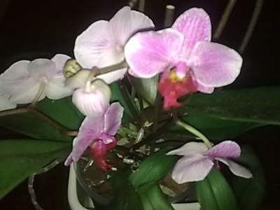 Phalenopsis....JPG