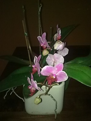 Phalenopsis...JPG