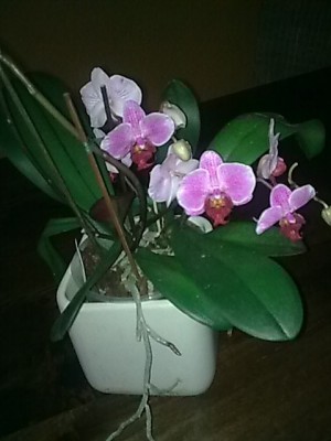Phalenopsis.JPG