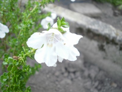 Bild 562.jpg