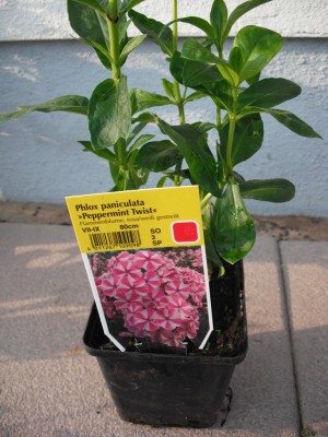 Beet-Flammenblume - Phlox paniculata 'Peppermint Twist'.jpg