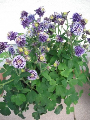 Akelei - Aquilegia vulgaris `Winky gefüllt Blau-Weiß`.jpg