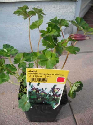 Akelei - Aquilegia Buergeriana`Calimero`.jpg