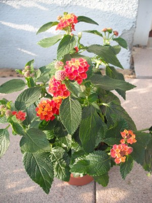 Wandelröschen - Lantana Camara Hybride 'bunt'.jpg