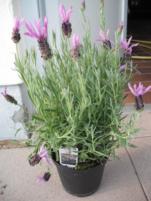 Schopf-Lavendel - Lavandula stoechas.jpg