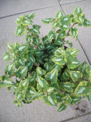 Gefleckte Taubnessel -  Lamium maculatum.jpg