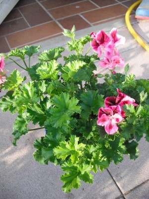 Garten-Edelgeranien - Pelargonium x grandiflorum 'Clarion -  Pink with Eye'.jpg