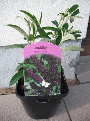 Sommerflieder - Buddleja davidii 'Black Knight'.jpg