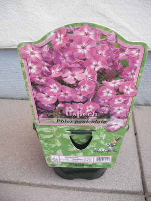 Hohe Beet-Flammblume - Phlox paniculata 'Uspech'.jpg
