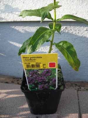 Hohe Beet-Flammblume - Phlox paniculata 'Amethyst'.jpg