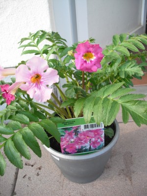 Garten-Gloxinie - Incarvillea delavayi.jpg