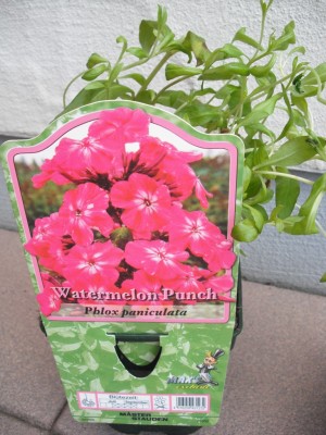Garten-Flammblume - Phlox cultorum 'Watermelon Punch'.jpg