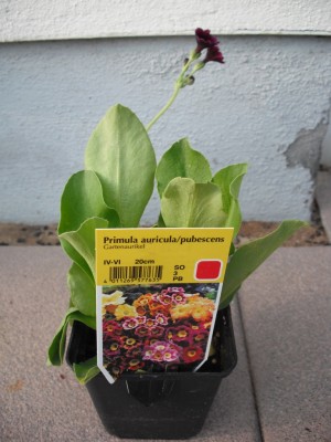 Garten-Aurikel - Primula pubescens 'Exhibition Blau'.jpg