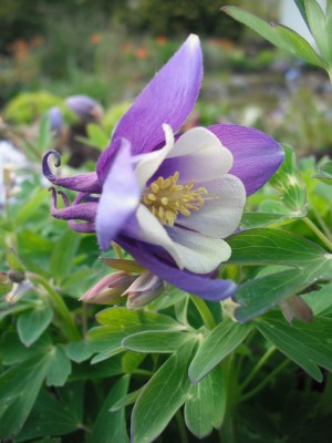 Zwerg-Akelei - Aquilegia flabellata 'Blue Angel'_4.jpg