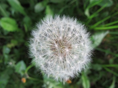 Pusteblume.JPG
