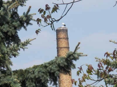 Rußdorfer Störche.JPG