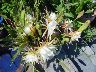 10 Blüten.jpg