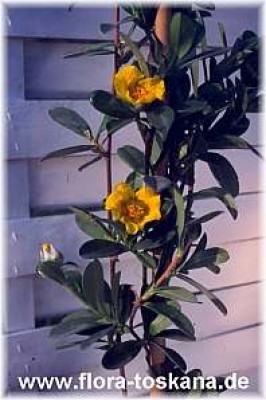 hibbertia_scandens_2_-_dia.jpg