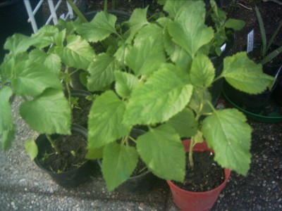 Leonotis nepetifolia.JPG