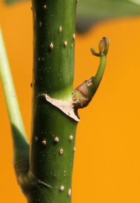 schefflera.jpg
